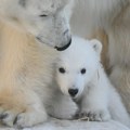 Prvi koraci neodoljivog mladunčeta polarnog medveda u ruskom zoološkom vrtu (FOTO)