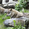 Dete bez nadzora prišlo prostoru sa vukovima u zoo vrtu u SAD, zadobilo lakše povrede