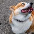 Šta znači ako pas ima plave oči? Iako deluje prelepo, nekada može biti znak za posetu veterinaru.