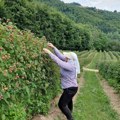 Vredni Ćosići krenuli u berbu maline, uskoro stižu i radnici (foto, video)