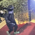 Uhapšen fantom iz Budve: Turisti mogu da odahnu