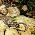 Lekar upozorio šta ne smete da uradite nakon ujeda zmije: Ovu grešku svi prave