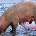 Eutanazija 42.200 svinja zbog afričke kuge: vlasnicima za nadoknadu štete 500 miliona dinara