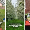 Gaje u Feketiću najkvalitetniju sortu višnje na svetu, a već 13 godina spavaju u autu: Njihov apel lomi srce