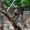Bes u nemačkoj javnosti: Uprkos protestima u zoo vrtu ubijeno 12 pavijana zbog prenatrpanosti