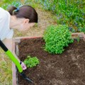 Kako povratiti biljke nakon velikih vrućina? 5 super saveta za negu cveća nakon vrelog leta