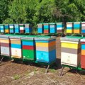 Srbija ima više od 1,1 milion košnica, prošle godine proizvedeno 15.000 tona meda