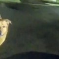 Četvoronožni heroj oduševio svet: Pas vodio policiju do povređene bake (VIDEO)