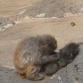 Prizor koji slama ali i greje srce! Mladunče majmuna odbacila majka, mališan utehu pronašao u nesvakidašnjem "drugaru"…