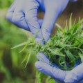Naučnici: Današnja marihuana je jača i izaziva veću zavisnost - ne ublažava anksioznost ni druge mentalne poremećaje