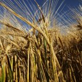 Na Produktnoj berzi u NS i dalje smanjena aktivnost kupovne strane