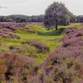 U Holandiji otkriveno svetilište nalik Stounhendžu staro 4.000 godina