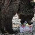 (FOTO) U grčkom zoološkom parku životinje hrane zamrznutom hranom zbog vrućine