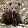 (FOTO) Pred imanje kod Podgorice ostavljen medvedić, bio kućni ljubimac