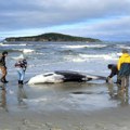 Mužjak retke vrste kita pronađen nasukan na obali Novog Zelanda