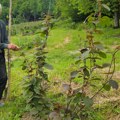 Milivoje na planini zasadio tropsko voće: Čudo kod Prijepolja, ne smeta mu oštra klima, prvi plodovi već stižu