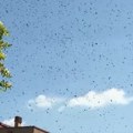 (Foto, video) Najezda pčela na Dedinju: Ogroman roj prekrio nebo, Beograđanka se zatvorila u kuću: "Pojavile su se odjednom"