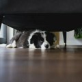 Pet rasa pasa koje najteže podnose samoću - kod njih je anksioznost najčešća