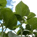 Parazitska biljka volovod i visoke temperature napadaju suncokret - kako ga zaštititi