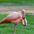Napokon znamo odgovor zašto flamingosi stoje na jednoj nozi: Ne, ne odmaraju!