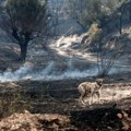 Crveno upozorenje zbog opasnosti od širenja šumskih požara u Grčkoj