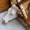 Neobična scena na Žabljaku: Krava se zaglavila u ogradi, ljudi pritekli u pomoć