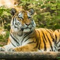 U Indiji i Butanu rastu populacije tigrova