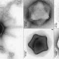 Novootkriveni džinovski virusi izgledaju kao zvezde, kornjače i bočice parfema
