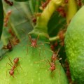Australija: šire se invazivne vrste vatrenih mrava koji mogu da ubiju ljude