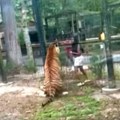 Žena preskočila ogradu zoo vrta da bi dodirnula bengalskog tigra (VIDEO)