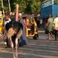 (VIDEO) Životinje pobegle iz zoo-vrta u Nigeriji, nakon velikih poplava