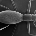 Naši entomolozi otkrili novu vrstu insekta i nazvali je po Ivani Španović