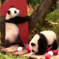 Džinovske pande, sestre bliznakinje, proslavile su prvi rođendan Prave su zvezde nemačkog zoo vrta - posetioci ih obožavaju