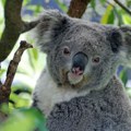 U Australiji odobrena vakcina protiv hlamidije kod koala