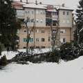Sneg oštetio mnoga stabla: U toku je sanacija u lozničkim parkovima