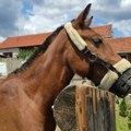 Tri godine nakon spasavanja zlostavljane kobile u Nišu: Aurelija zaboravljena, nema novca za hranu i negu