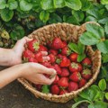 Ispitali su jagode iz 11 zemalja, posle onog što su našli - mnogi ih više neće jesti