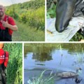 (Foto, video) Humani vatrogasci tovariševa Udica zamalo kobna za mladog labuda