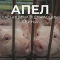 Apel Ministarstva poljoprivrede: Prijavite veterinaru svaku promenu zdravstvenog stanja svinja! Zrenjanin - Ministarstvo…