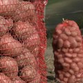Uvozni obara cenu čuvenog ivanjičkog krompira a kvalitet neuporediv (VIDEO)