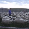 Stado ovaca u Grčkoj nakon jedne paše počelo čudno da se ponaša: Ušle u stakleniku za uzgoj kanabisa i sve pojele!