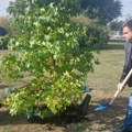 „Zelenilo – Beograd” daruje Beograđanima sadnicu povodom godišnjice osnivanja
