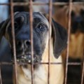 Životinje: Južna Koreja usvojila zakon o zabrani prodaje psećeg mesa