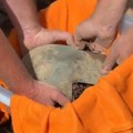 Arheolozi u Hrvatskoj iskopali nešto neverovatno: Na Pelješcu pronađena kaciga iz grčko-ilirskog vremena! (video)