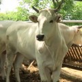Na gazdinstvu Janković kod Šapca uzgajaju zaštićenu italijansku rasu goveda