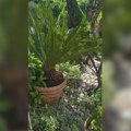 (Video) Nataša Ninković pokazala raskošno dvorište u Trebinju: Palme, cveće, sve u zelenilu - Pravi raj na zemlji