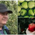 Berba jabuka u voćnjacima uveliko u toku Kikindski voćar otkrio uspeh roda! Evo koje su se sorte pokazale najboljim na pesku u…