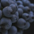 Le Mond: Ovogodišnja berba grožđa u Francuskoj ugrožena sušom