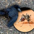 Alarm u komšiluku: Virus Zapadnog Nila stigao u Zagreb, uginule vrane na pet lokacija, nadležni uputili hitno upozorenje…