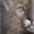 Puma na slobodi kod aerodroma u Minhenu? Vlasti izdale upozorenje građanima